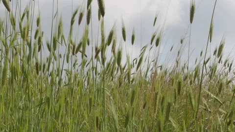 Wind blowing the grain field. Stock Footage 124258560