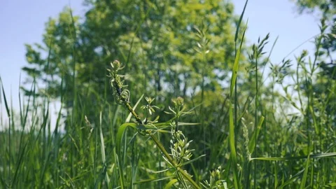 Wind blowing in gras Stock Footage 111139216