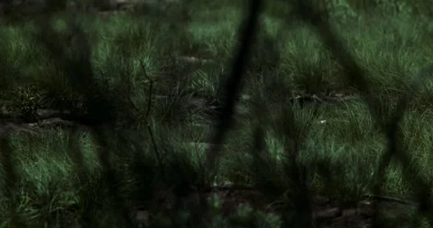 Wind blowing grass and focus and tilt on foreground branch Stock Footage 292833795