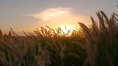 Wind blowing to the grass during sunset Stock Footage 102206181