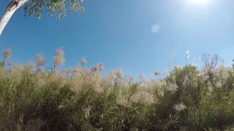 Wind blowing grass flowers Stock Footage 83712357
