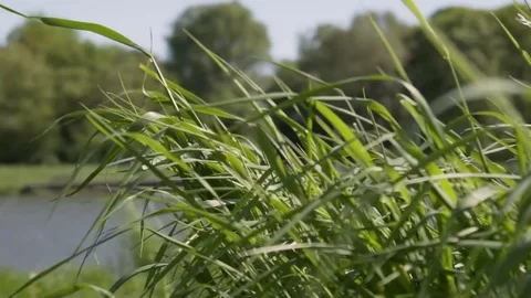 Wind blowing grass Stock Footage 85224478