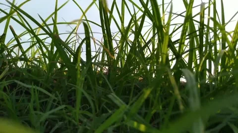 Wind blowing grass. Stock Footage 133156608