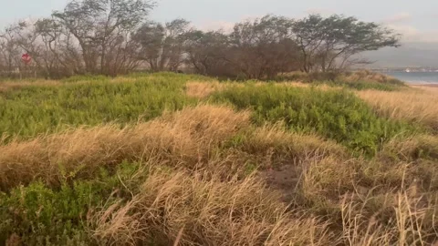 Wind blowing on the grass Video stock 269833688