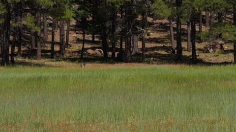 Wind blowing grass in waves on a forest meadow Stock Footage 246606715