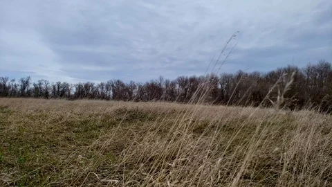 Wind blowing grasses on a cloudy day in a North Dakota prairie Video stock 107215979