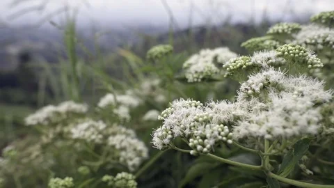 Wind Blowing Grassland In Front Of Wild Plant Stock Footage 79447597