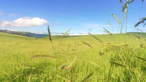 Wind blowing grassland in the morning Stock Footage