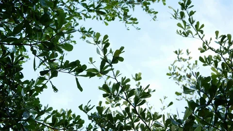 Wind blowing green branches on tree with blue sky background Stock Footage 92091134