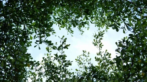 Wind blowing green branches on tree with blue sky background Stock Footage 113887040