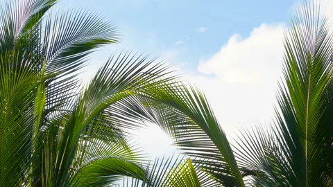 Wind blowing green coconut leaf on sky Stock Footage 134556651