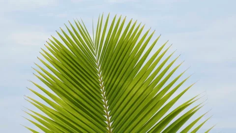 Wind blowing green coconut leaf on sky Stock Footage 142676654