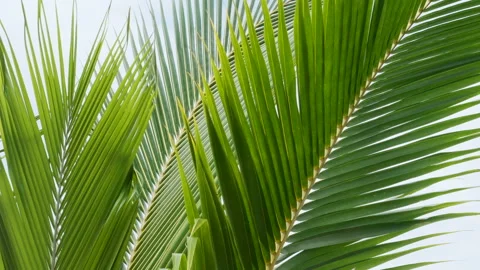 Wind blowing green coconut leaf on sky 스톡 동영상 142676878
