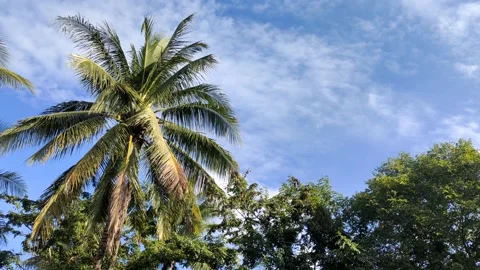 Wind blowing green coconut leaf on sky Stock Footage 253186999