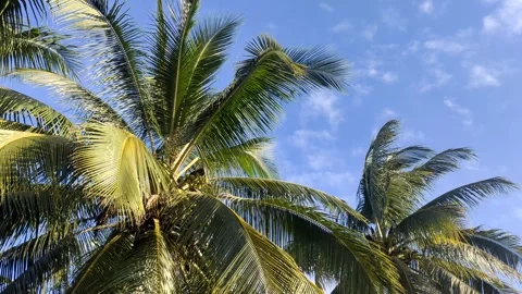 Wind blowing green coconut leaf on sky Video stock 253187230