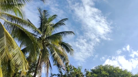 Wind blowing green coconut leaf on sky Stock Footage 253188115
