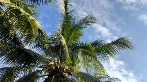Wind blowing green coconut leaf on sky Video stock 253188215