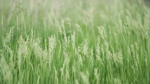 Wind Blowing Green Fields Boulder Colorado summer fields USA Stock Footage 189021506