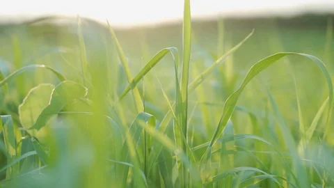 Wind blowing green grass in the field with sunlight Stock Footage 125622513