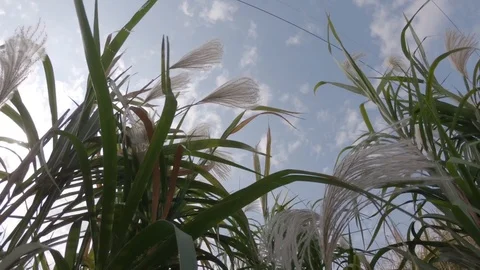 Wind blowing green grass in the field with sunlight Stock Footage 125622683
