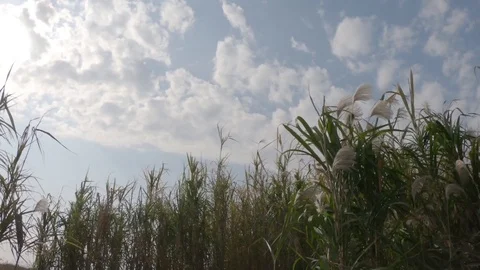 Wind blowing green grass in the field with sunlight Vídeo Stock 125622697