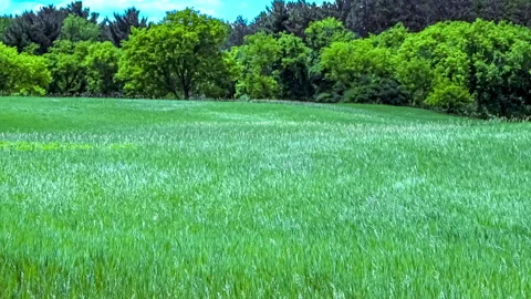 Wind Blowing Green Grass On Hillside -  Slow Pan Right Stock Footage 164275432