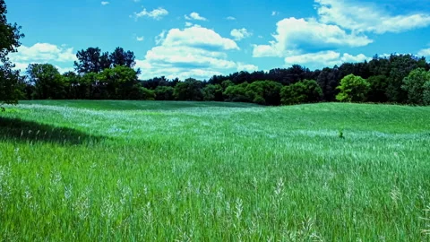 Wind Blowing Green Grass On Hillside Stock Footage 164275599