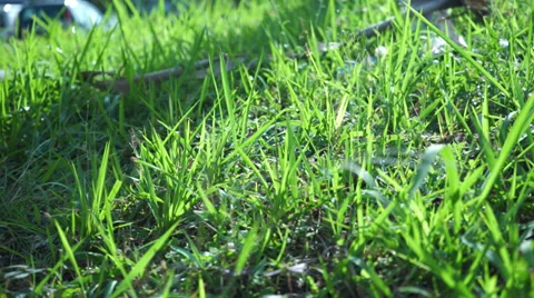 Wind Blowing Green Grass On The Roadside Stock Footage 34462521
