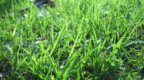 Wind Blowing Green Grass On The Roadside Stock Footage 34731458