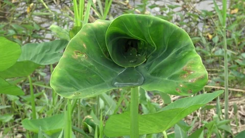 Wind blowing green leaf and droplet on leaf in nature. Stock Footage 82302719