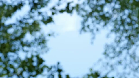 Wind blowing green leaf on tree, blur bokeh of natural background Stock Footage 93597097