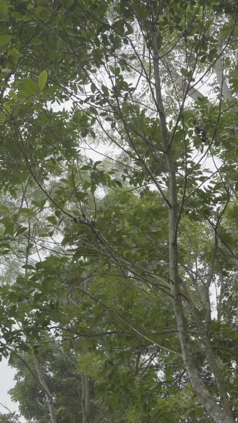 Wind blowing green leaves at dense forest tree. Nature background close up Stock Footage 305762490