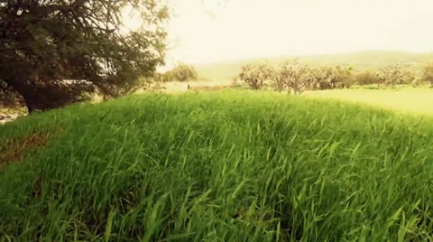 Wind blowing on green meadow Stock Footage 39170267