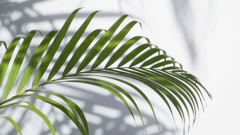 Wind blowing green palm leaf with shadow on white background Stock Footage 134556237