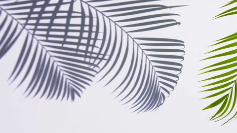 Wind blowing green palm leaf with shadow on white background Stock Footage 134556746
