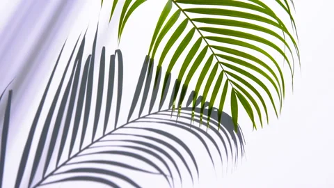 Wind blowing green palm leaf with shadow on white background Stock Footage 134556936