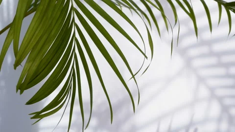 Wind blowing green palm leaf with shadow on white background Stock Footage 134557354