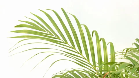 Wind blowing green palm leaf on white wall background Stock Footage 134746635