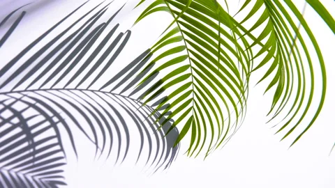 Wind blowing green palm leaf with shadow on white background Stock Footage 135362975