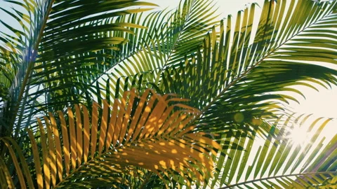 Wind blowing green palm leaf on sky background Stock Footage 148025256