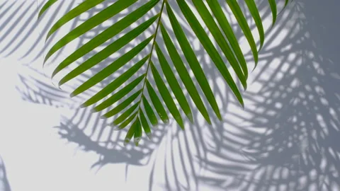 Wind blowing green palm leaf and shadows on white wall Stock Footage 152892883
