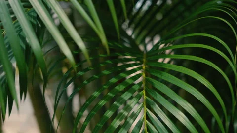 Wind blowing green palm leaf Stock Footage 162941590