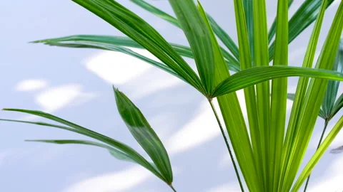 Wind blowing green palm leaf and shadows on white wall background Stock Footage 168753981