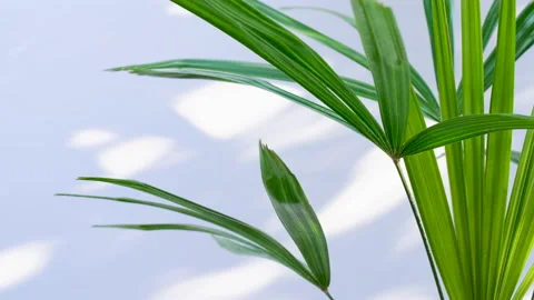 Wind blowing green palm leaf and shadows on white wall background Stock Footage 169420211