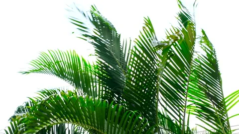 Wind blowing green palm leaf on white sky background Stock Footage 172151508