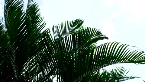 Wind blowing green palm leaf on white sky background Stock Footage 172525139