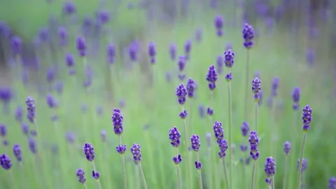 Wind Blowing Growing Bud Lavender Flower in Cloudy Day Stock Footage 153583755