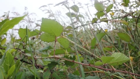 Wind blowing hard in the mountains Stock Footage 237527478