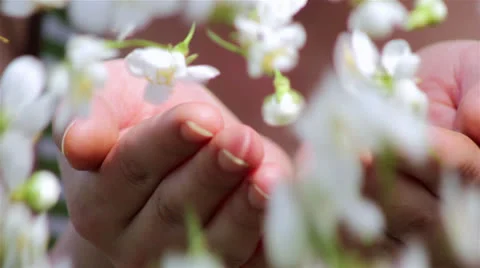 Wind blowing in her hands filled with cherry blossom Video stock 23857178