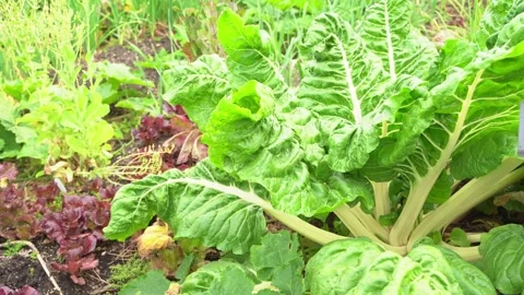 Wind blowing Huge cabbage leaves drumhead green crinkled variety Stock Footage 274244115